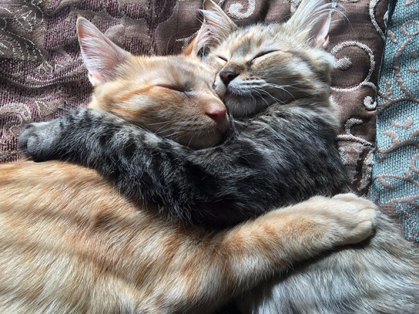 Two kittens have fallen in love with each other and just can't hide their feelings anymore