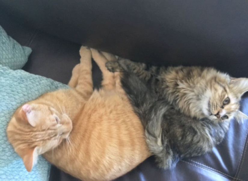 Two kittens have fallen in love with each other and just can't hide their feelings anymore