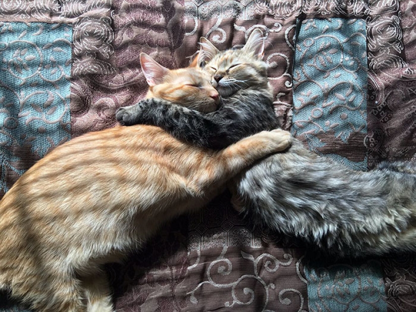 Two kittens have fallen in love with each other and just can't hide their feelings anymore