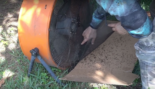 Un americano mata 4 mil mosquitos cada noche, usando a su perro como cebo