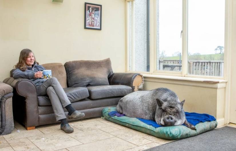 Un enorme jabalí vive en la casa de los Escoceses, disfrutando del amor y la comodidad