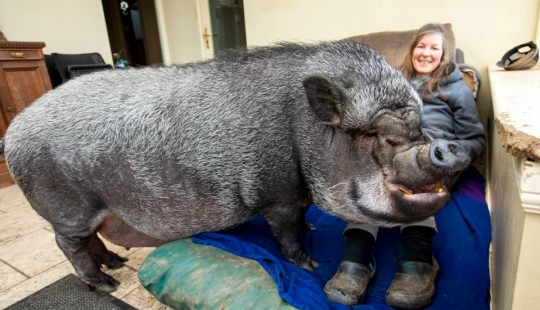 Un enorme jabalí vive en la casa de los Escoceses, disfrutando del amor y la comodidad