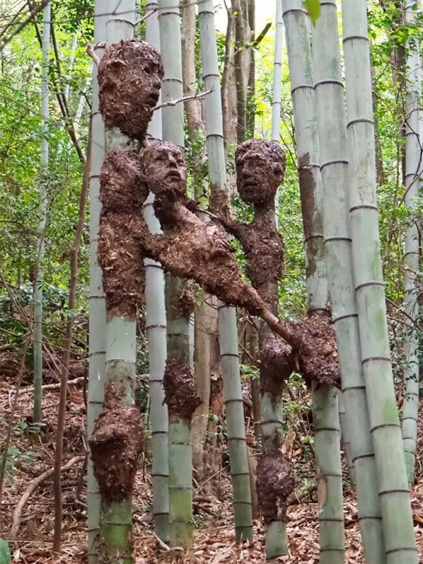 Un estudiante de Japón ha creado un raro, pero hermoso Bosque de la Desesperación