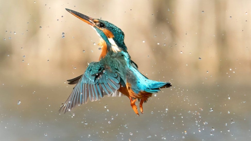 Un fotógrafo de vida salvaje toma fotografías impresionantes durante la pausa del almuerzo