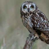Un fotógrafo de vida salvaje toma fotografías impresionantes durante la pausa del almuerzo