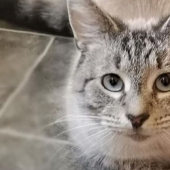 Un gato británico llegó a casa con un mensaje que hizo que su dueño se preocupara