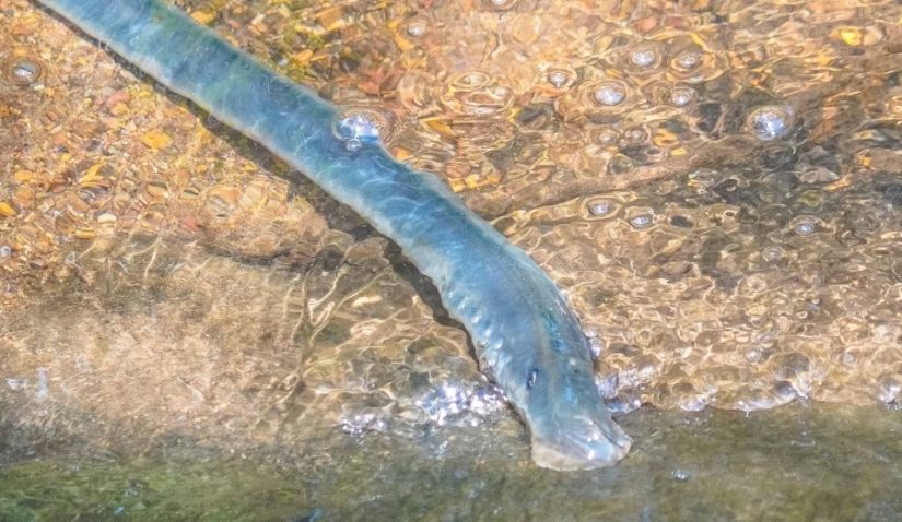 Un guía de Australia ha descubierto anguilas vampiro que no se han visto en 20 años