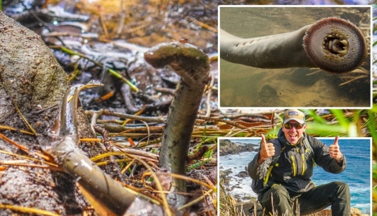 Un guía de Australia ha descubierto anguilas vampiro que no se han visto en 20 años