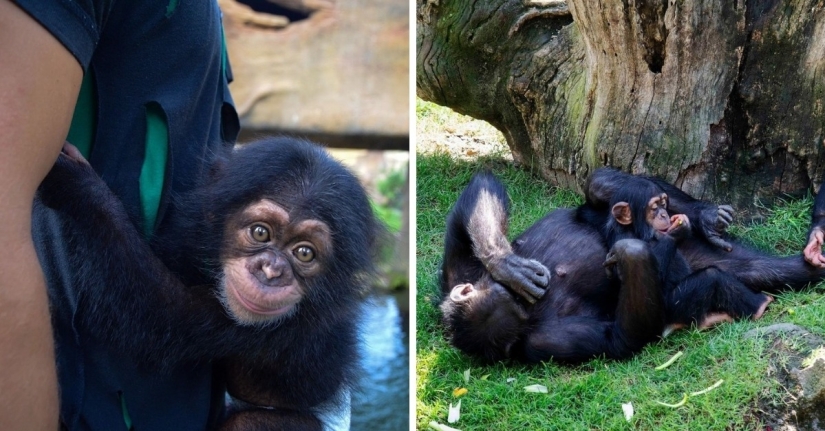 Un juguete de peluche reemplazó a la madre del pequeño chimpancé cuando el verdadero lo abandonó
