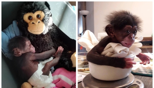 Un juguete de peluche reemplazó a la madre del pequeño chimpancé cuando el verdadero lo abandonó Un juguete de peluche reemplazó a la madre del pequeño chimpancé cuando el verdadero lo abandonó