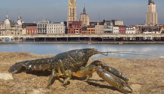 Un poco de surrealismo: en Bélgica, los cangrejos mutantes se apoderaron del cementerio de la ciudad