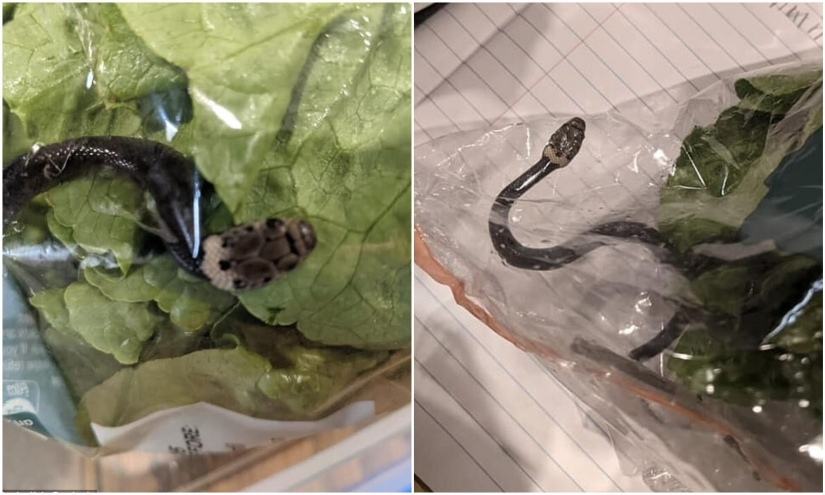 Un residente de Australia encontró a la serpiente en compras ensalada