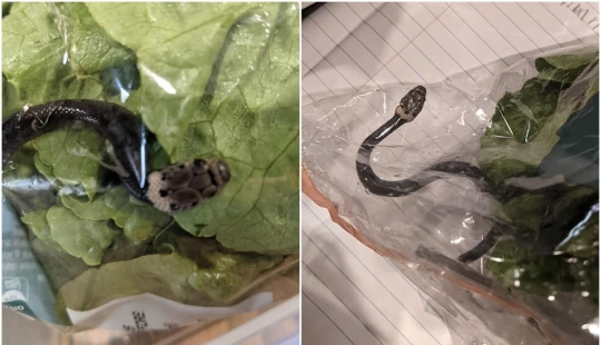 Un residente de Australia encontró a la serpiente en compras ensalada