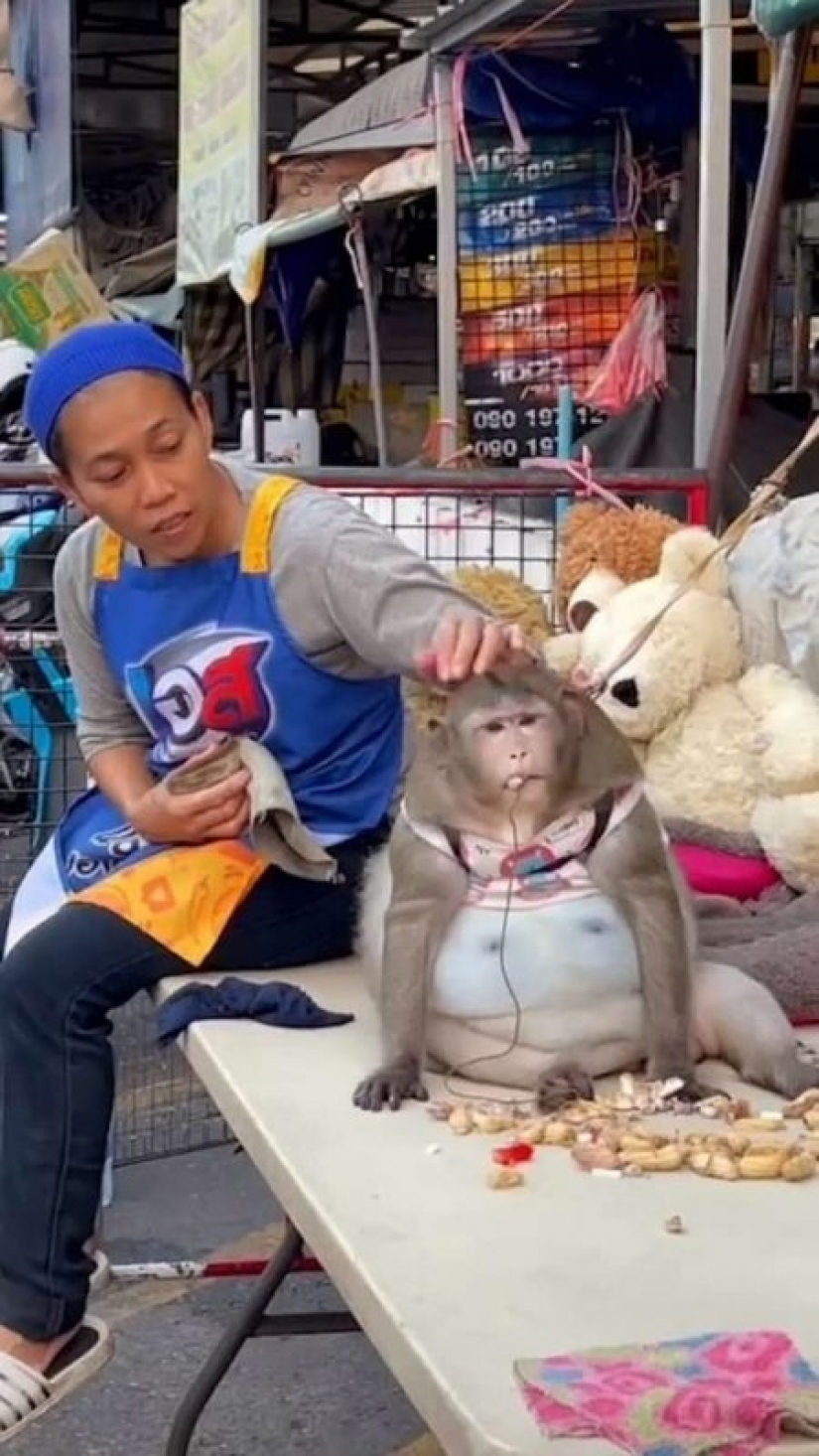 Usted acaba de ver en esta ronda-el mono!!! He aquí cómo se cebó en el mercado en Tailandia