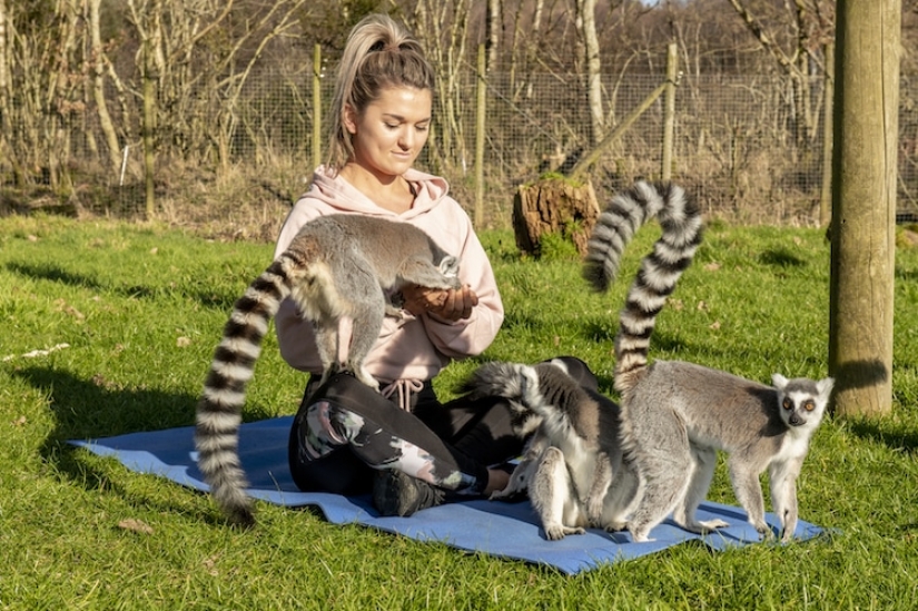 "Uzbagoysya!": yoga con los lémures libera el estrés y el mal humor