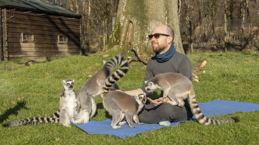 "Uzbagoysya!": yoga with lemurs rid of stress and bad moods