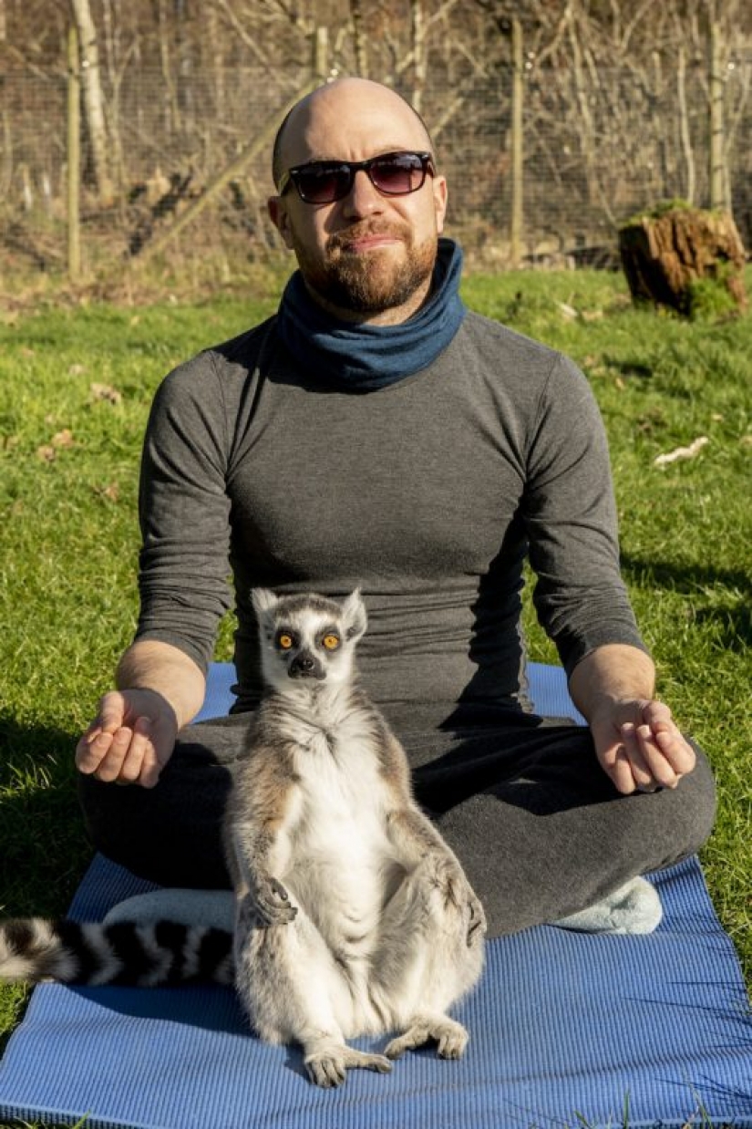 "Uzbagoysya!": yoga with lemurs rid of stress and bad moods