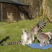 "Uzbagoysya!": yoga with lemurs rid of stress and bad moods