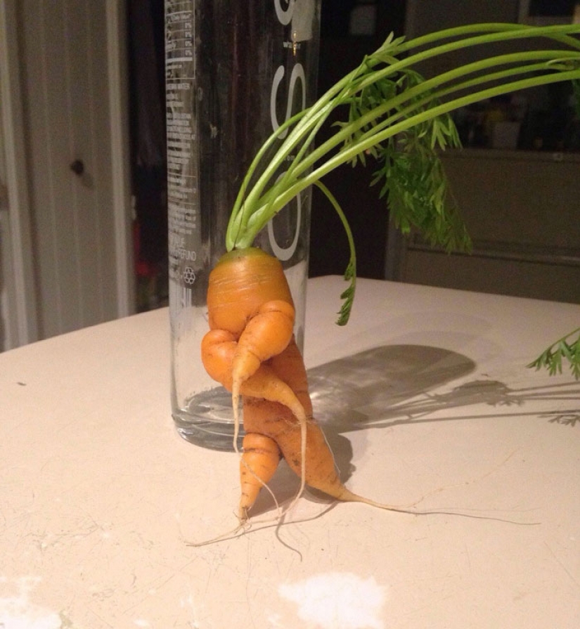 Vegetables and fruits, which remind us that nature has a great sense of humor