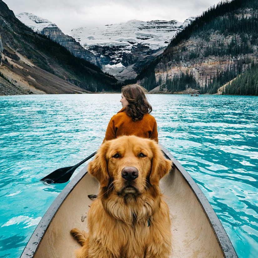 Viajando con el perro