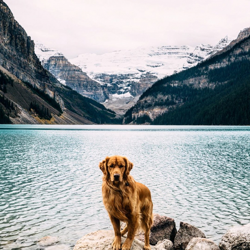 Viajando con el perro