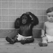 Victim of science: how a psychologist couple made their son a test subject in an experiment with a chimpanzee
