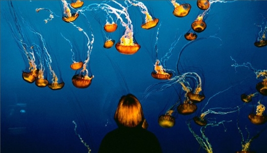 Vida salvaje detrás de un cristal