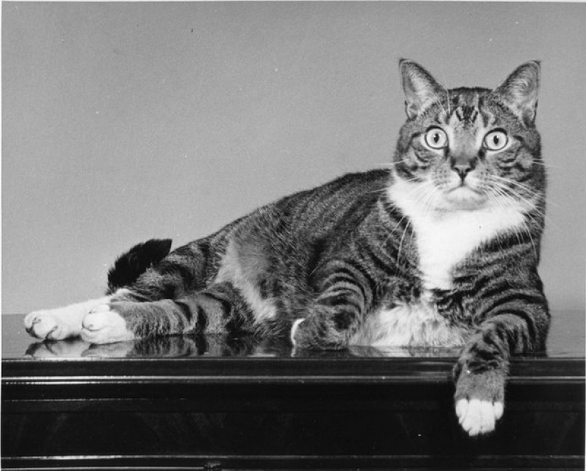 Walter Chandoga – el hombre que 70 años fotografiando los gatos