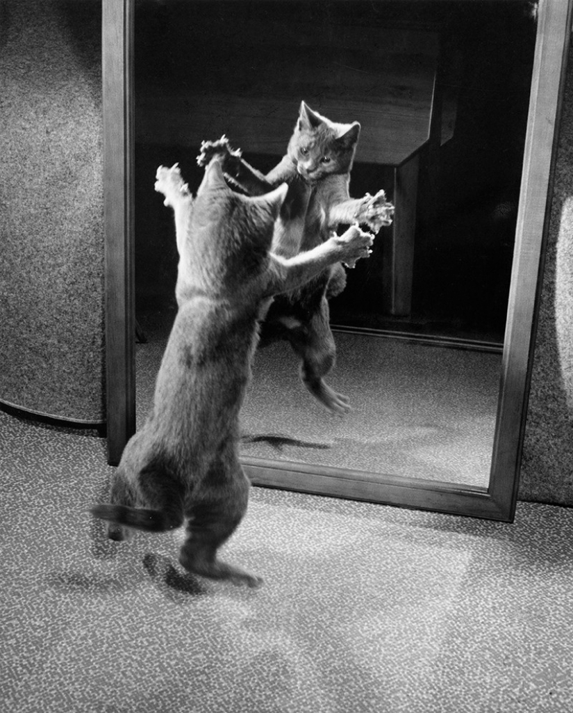 Walter Chandoga – the man who 70 years photographing cats