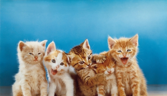 Walter Chandoga – the man who 70 years photographing cats