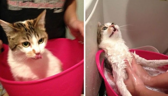 Washed and insulted: 8 cats who took a bath