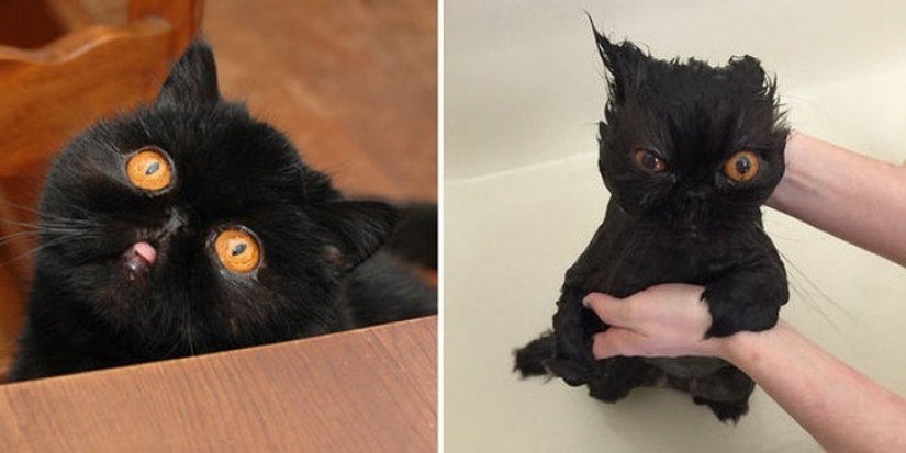 Washed and insulted: 8 cats who took a bath