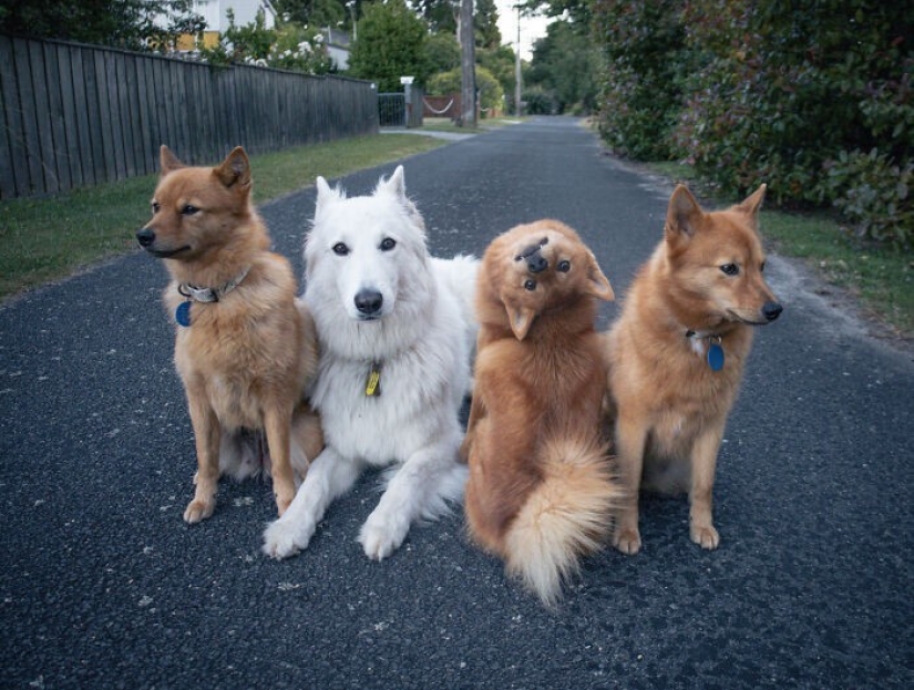 We all have that friend: the dog "spoils" each photo with relatives