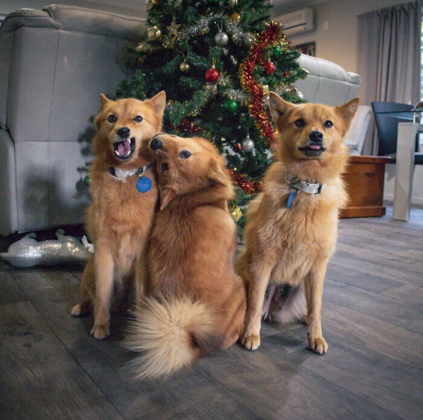 We all have that friend: the dog "spoils" each photo with relatives