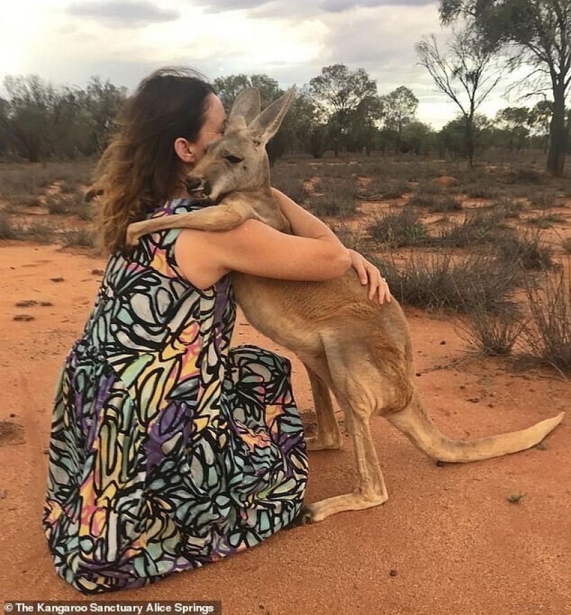 What does the most affectionate kangaroo in Australia look like, who loves hugs very much