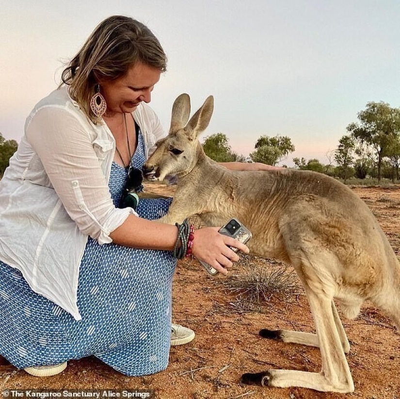 What does the most affectionate kangaroo in Australia look like, who loves hugs very much