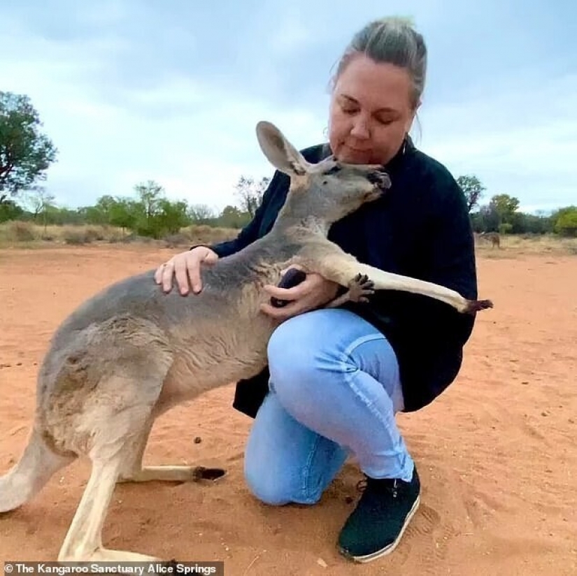 What does the most affectionate kangaroo in Australia look like, who loves hugs very much