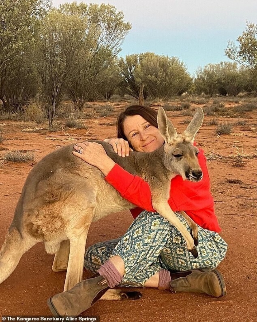 What does the most affectionate kangaroo in Australia look like, who loves hugs very much