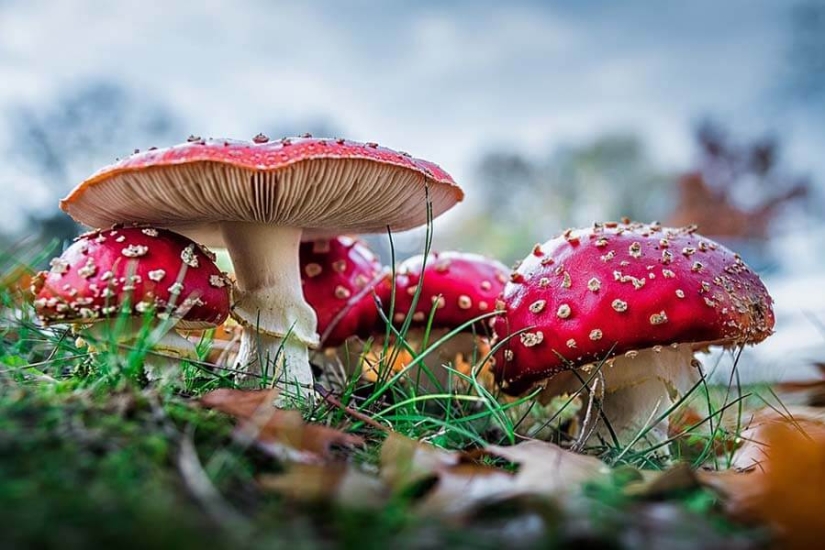 What is fly agaric microdosing, or Why it has become fashionable to eat poisonous mushrooms