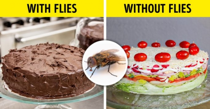 What would happen if all the insects on earth disappeared