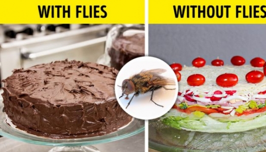 What would happen if all the insects on earth disappeared