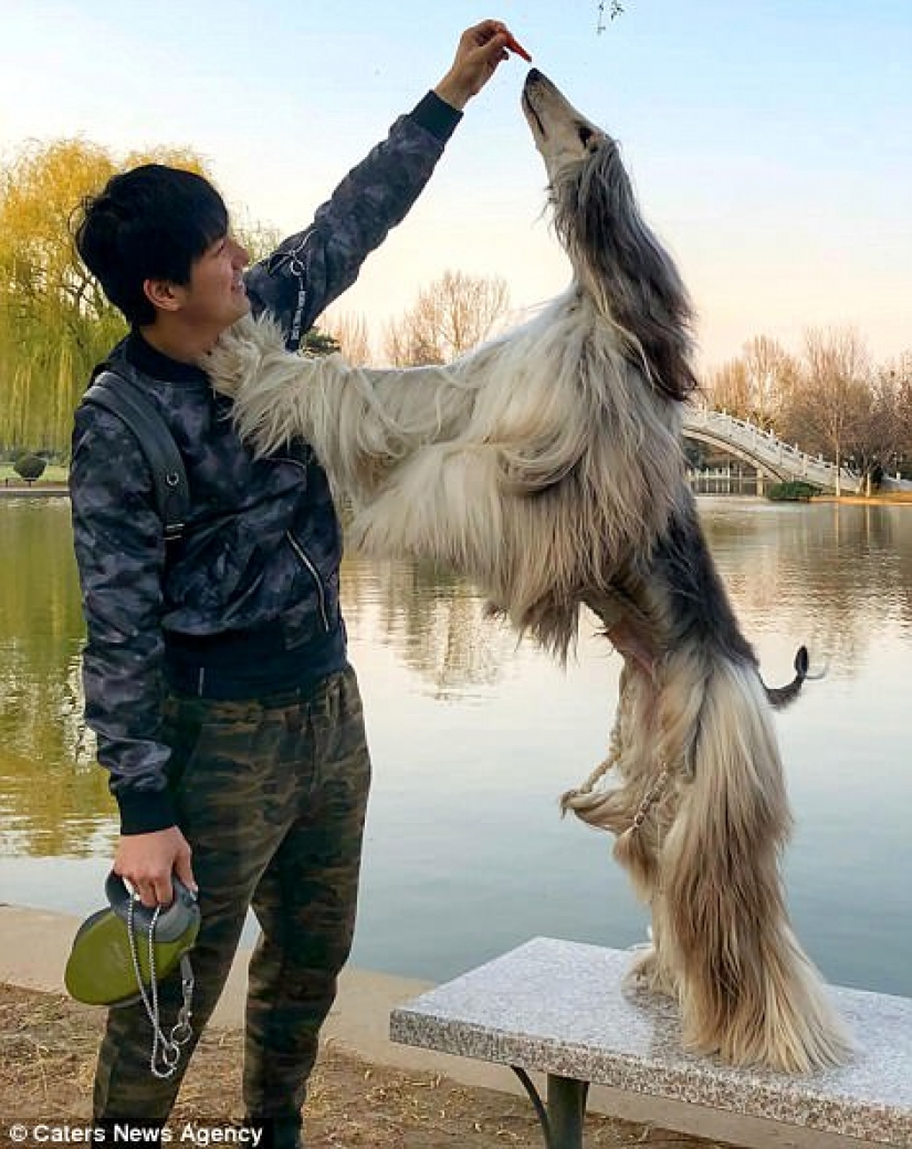 When a dog has a better hairstyle than you: a Chinese man spends thousands of dollars on caring for his pet's hair