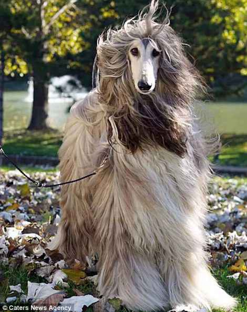 When a dog has a better hairstyle than you: a Chinese man spends thousands of dollars on caring for his pet's hair