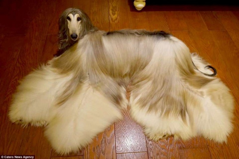 When a dog has a better hairstyle than you: a Chinese man spends thousands of dollars on caring for his pet's hair