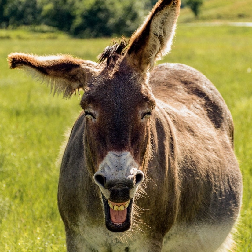 When the smile reaches the tail: finalists of the Comedy Pet Photography Awards photo contest