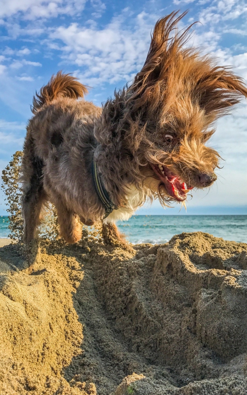 When the smile reaches the tail: finalists of the Comedy Pet Photography Awards photo contest