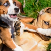 When the smile reaches the tail: finalists of the Comedy Pet Photography Awards photo contest