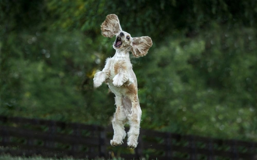 When the smile reaches the tail: finalists of the Comedy Pet Photography Awards photo contest