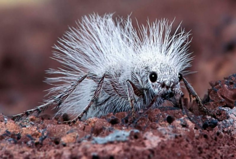 White and fluffy, "killer cows": the ants are-impostors with which to be reckoned