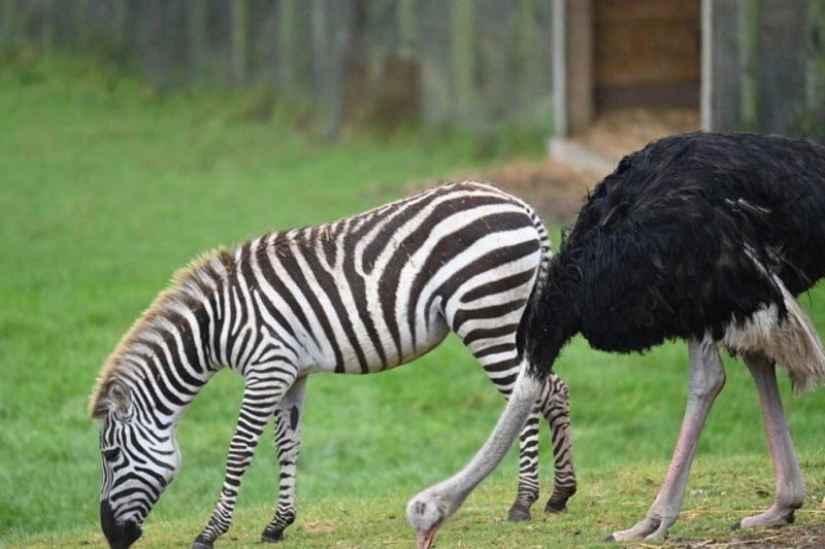 Why an ostrich from a safari park thinks he's a zebra